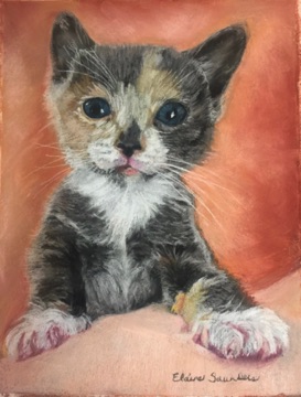 Grey/white- kitten 9x12
Original $250